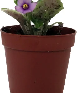 Miniature African Violet Live Plant - 2 Inch Pot - Indoor Flowering Houseplant - Image 4