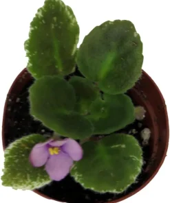 Miniature African Violet Live Plant - 2 Inch Pot - Indoor Flowering Houseplant - Image 5
