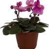 Miniature African Violet Live Plant - 2 Inch Pot - Indoor Flowering Houseplant - Image 1