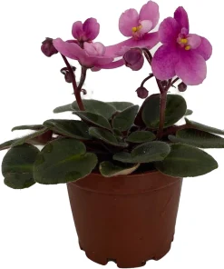 Miniature African Violet Live Plant - 2 Inch Pot - Indoor Flowering Houseplant - Image 1