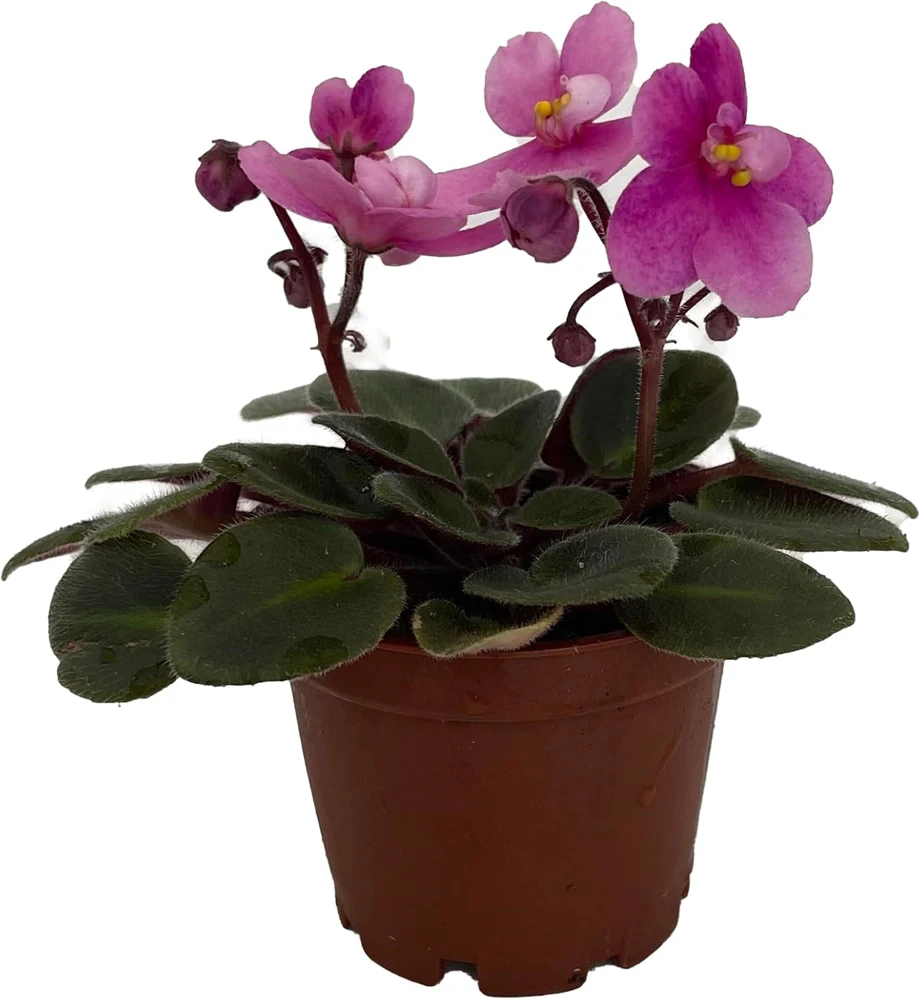 Miniature African Violet Live Plant - 2 Inch Pot - Indoor Flowering Houseplant - Image 1