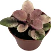 Miniature African Violet Live Plant - Frosty Bubbles - 2.5" Pot - Variegated Foliage - Image 1