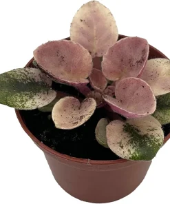 Miniature African Violet Live Plant - Frosty Bubbles - 2.5