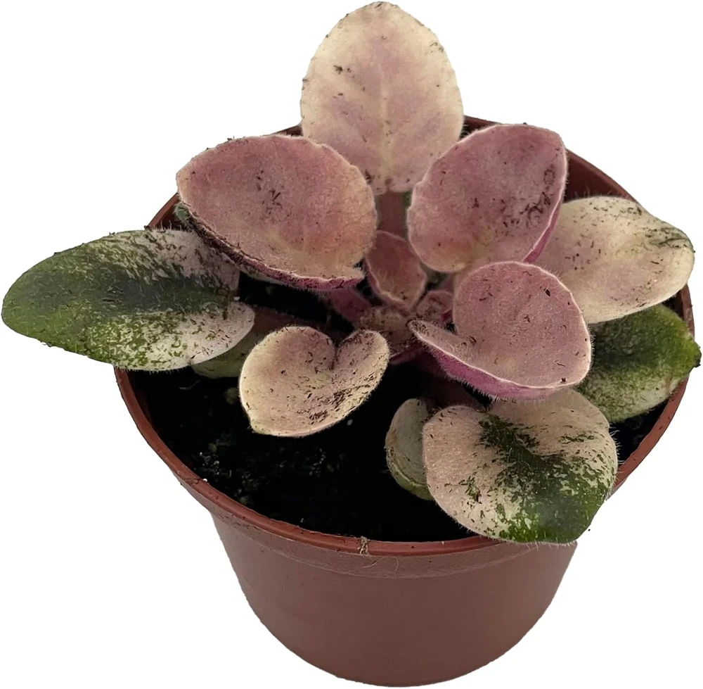 Miniature African Violet Live Plant - Frosty Bubbles - 2.5" Pot - Variegated Foliage - Image 1