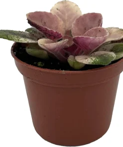Miniature African Violet Live Plant - Frosty Bubbles - 2.5" Pot - Variegated Foliage - Image 2