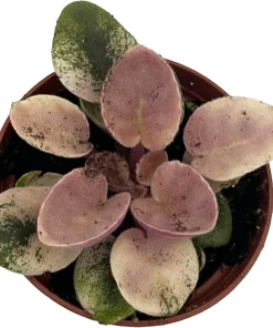 Miniature African Violet Live Plant - Frosty Bubbles - 2.5