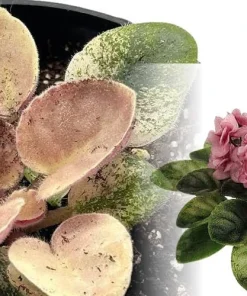 Miniature African Violet Live Plant - Frosty Bubbles - 2.5