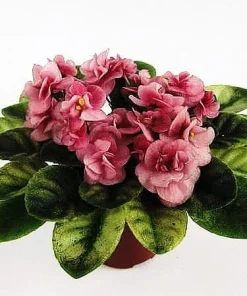 Miniature African Violet Live Plant - Frosty Bubbles - 2.5
