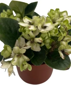 Miniature African Violet Live Plant - Little Trio Saintpaulia ionantha - 2.5" Pot - Image 2