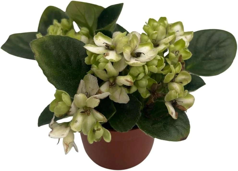 Miniature African Violet Live Plant - Little Trio Saintpaulia ionantha - 2.5" Pot - Image 2
