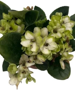 Miniature African Violet Live Plant - Little Trio Saintpaulia ionantha - 2.5
