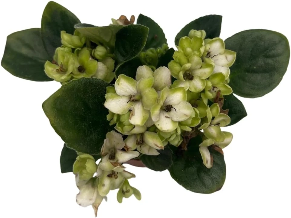 Miniature African Violet Live Plant - Little Trio Saintpaulia ionantha - 2.5" Pot - Image 3