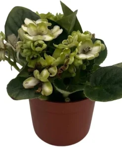 Miniature African Violet Live Plant - Little Trio Saintpaulia ionantha - 2.5
