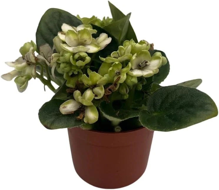 Miniature African Violet Live Plant - Little Trio Saintpaulia ionantha - 2.5" Pot - Image 4