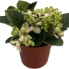 Miniature African Violet Live Plant - Little Trio Saintpaulia ionantha - 2.5" Pot - Image 1