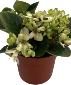 Miniature African Violet Live Plant - Little Trio Saintpaulia ionantha - 2.5