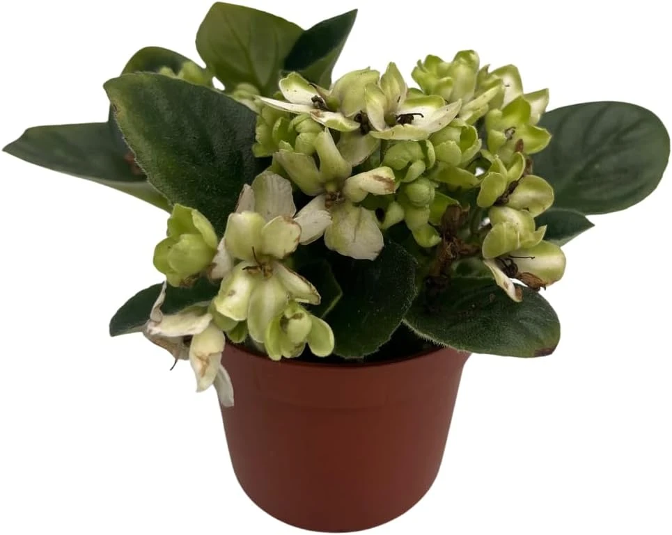 Miniature African Violet Live Plant - Little Trio Saintpaulia ionantha - 2.5" Pot - Image 1
