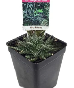 Miniature Aloe Plant Live - Houseplant & Fairy Garden - 2.5 Inch Pot - Image 2