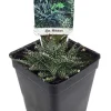Miniature Aloe Plant Live - Houseplant & Fairy Garden - 2.5 Inch Pot - Image 1