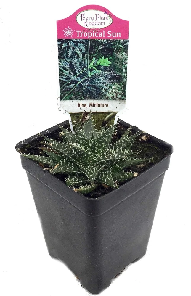 Miniature Aloe Plant Live - Houseplant & Fairy Garden - 2.5 Inch Pot - Image 1
