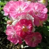 Miniature Angel Wings Rose Seeds - 10 Seeds Perennial - Easy Grow Pink & White Flowers - Image 1