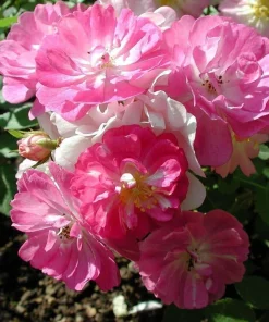 Miniature Angel Wings Rose Seeds - 10 Seeds Perennial - Easy Grow Pink & White Flowers - Image 1