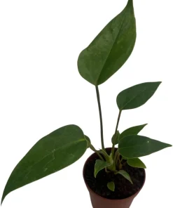 Miniature Anthurium Live Plant – 2 inch Pot – Easy Care Indoor Plant - Image 2