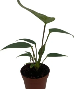 Miniature Anthurium Live Plant – 2 inch Pot – Easy Care Indoor Plant - Image 3