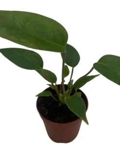 Miniature Anthurium Live Plant – 2 inch Pot – Easy Care Indoor Plant - Image 4