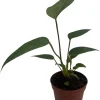 Miniature Anthurium Live Plant – 2 inch Pot – Easy Care Indoor Plant - Image 1