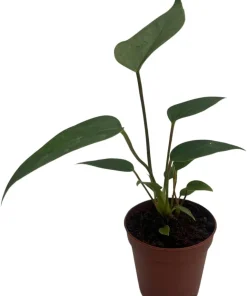 Miniature Anthurium Live Plant – 2 inch Pot – Easy Care Indoor Plant - Image 1