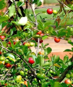 Miniature Holly Live Plant - Malpighia coccigera - Edible Fruit - 4