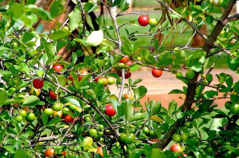 Miniature Holly Live Plant - Malpighia coccigera - Edible Fruit - 4" Pot - Image 3