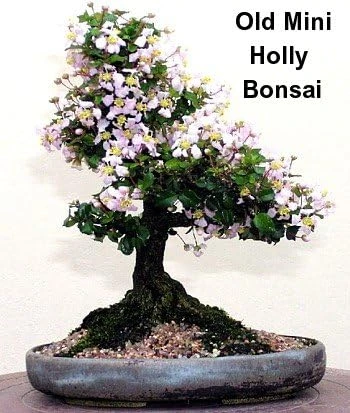 Miniature Holly Live Plant - Malpighia coccigera - Edible Fruit - 4" Pot - Image 4