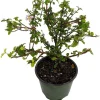 Miniature Holly Live Plant - Malpighia coccigera - Edible Fruit - 4" Pot - Image 1