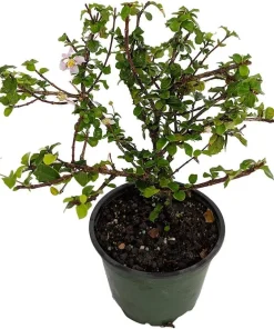 Miniature Holly Live Plant - Malpighia coccigera - Edible Fruit - 4