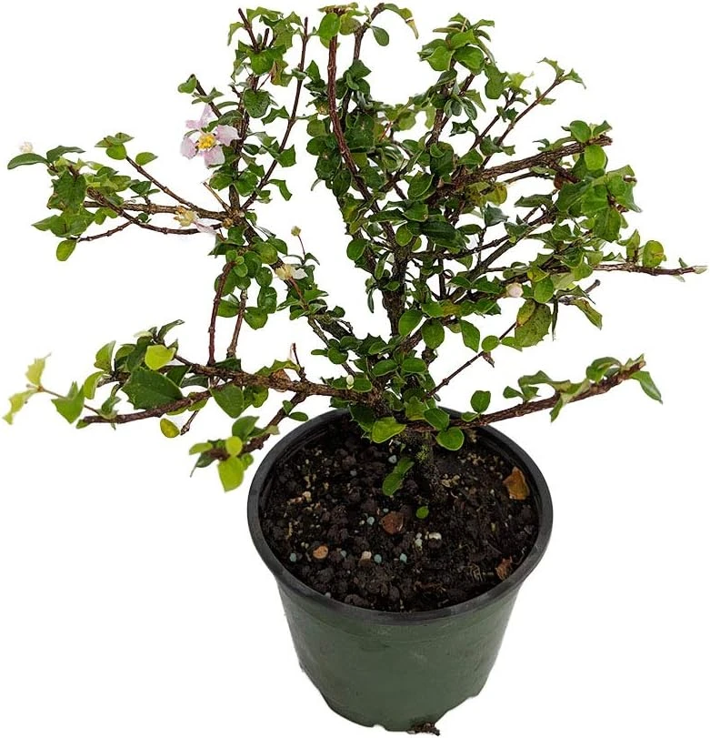 Miniature Holly Live Plant - Malpighia coccigera - Edible Fruit - 4" Pot - Image 1