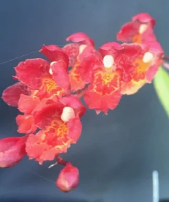 Miniature Lava Burst Orchid Live Plant – Red Flowers – 2.5