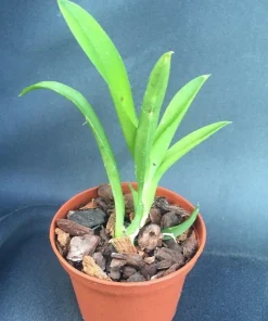 Miniature Lava Burst Orchid Live Plant – Red Flowers – 2.5