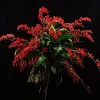 Miniature Lava Burst Orchid Live Plant – Red Flowers – 2.5" Pot - Image 1