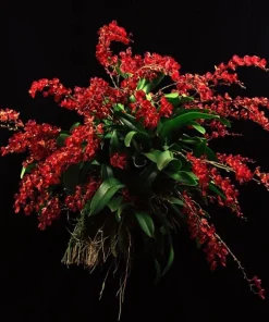 Miniature Lava Burst Orchid Live Plant – Red Flowers – 2.5
