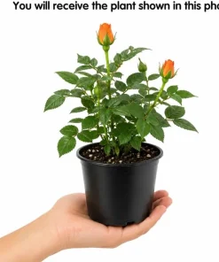 Miniature Orange Rose Live Plant - 4 Inch Pot, 4-6
