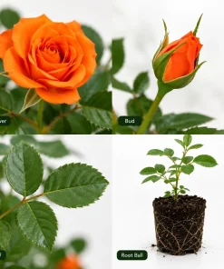 Miniature Orange Rose Live Plant - 4 Inch Pot, 4-6