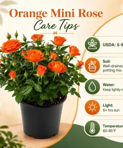 Miniature Orange Rose Live Plant - 4 Inch Pot, 4-6