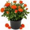 Miniature Orange Rose Live Plant - 4 Inch Pot, 4-6" Tall Compact Bush - Image 1