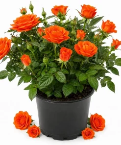 Miniature Orange Rose Live Plant - 4 Inch Pot, 4-6