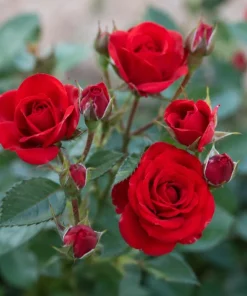 Miniature Red Rose Live Plant - 4 Inch Pot, 4-6