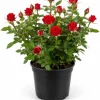 Miniature Red Rose Live Plant - 4 Inch Pot, 4-6" Tall, Indoor/Outdoor - Image 1