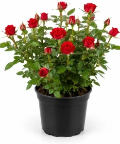 Miniature Red Rose Live Plant - 4 Inch Pot, 4-6