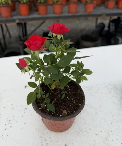 Miniature Rose Live Plant, 4 Inch Pot, Random Color, 4-6 Inch Tall, Outdoor - Image 4